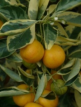 Variegated Calamondin Orange, Citrofortunella microcarpa 'Variegata'